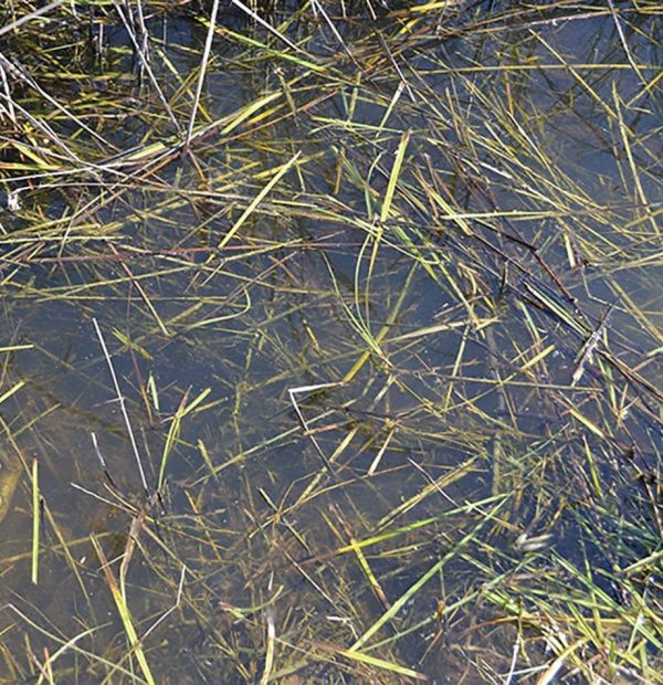Still Water