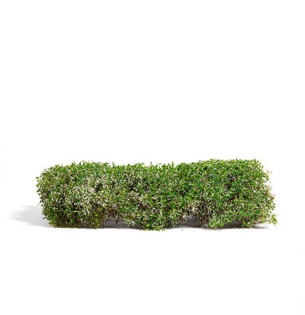 Blomming White Shrub