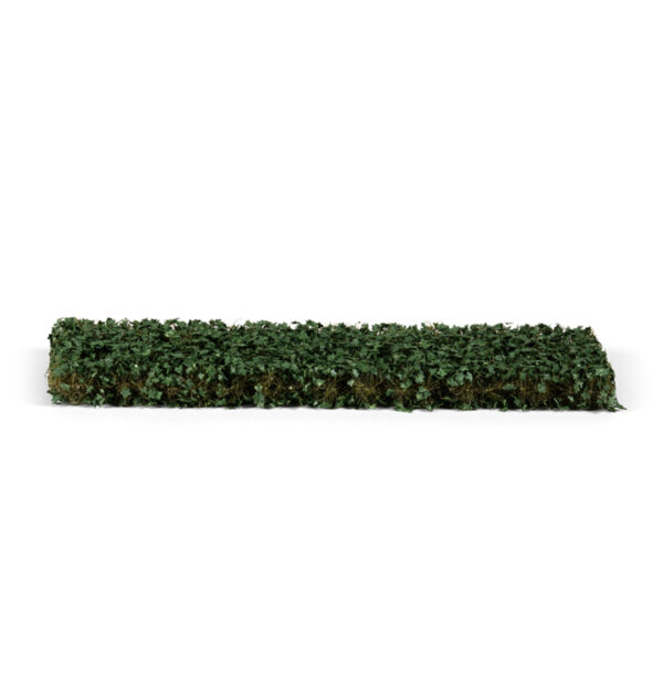 Ivy Foliage